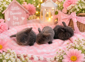 Mini lop rabbits