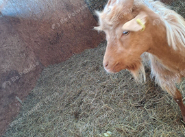 Golden Guernsey billy