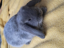 Beautiful Mini lop looking good a home .