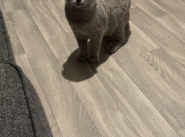 Blue British shorthair