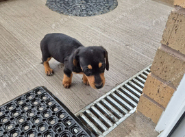 9 week old female pup