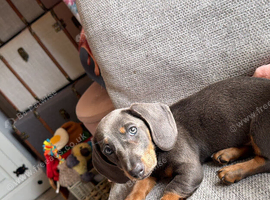 Beautiful blue and tan girl
