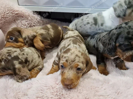 AVAILABLE NOW &ndash; 3 Boys & 1 Girl Left! Precious Miniature Dachshund Puppies Waiting for Their Forever Homes