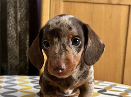 Stunning short-hair miniature dachshund dapple male