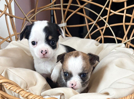 Chihuahua puppies
