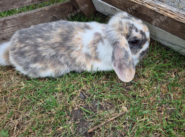 Male. Mini lop 6 months old