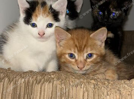 Beautiful kittens