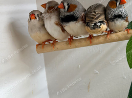 Male & female birds aviary bred 2026