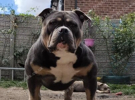 American Bully