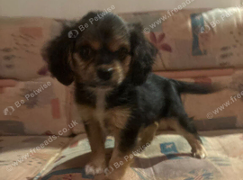 Cavalier King Charles boy