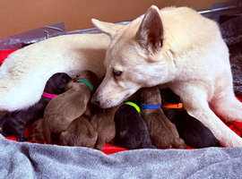 Siberian Shepsky x Weimaraner Puppies