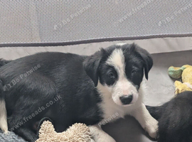 5 border collie puppies