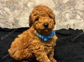 Beautiful 4th generation Red Minature Poodle Pups