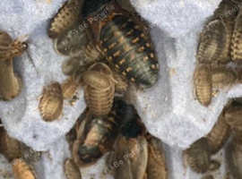 100 mixed size roach