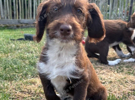 Adorable labradoodle puppies READY NOW