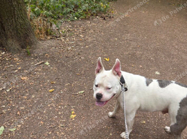 Staffy cross frenchie