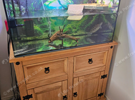 Carolina diamondback terrapin