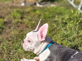 FRENCHTON Boston Heavy