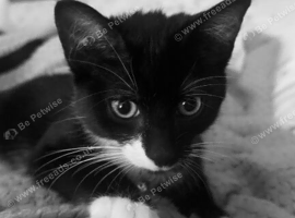 Boy Cat 6 Months
