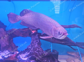 Arowana
