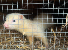 Working male ferrets
