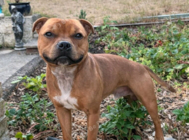 Red Staffordshire bull terrier STUD