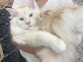 XL maine coon