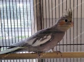 Female Cockatiel