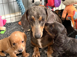 Beautiful mini dachshunds