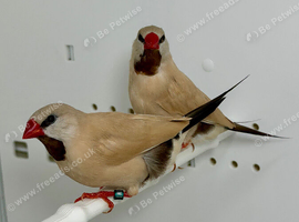 Beautiful pair of Isabel Shaft tail grass finches