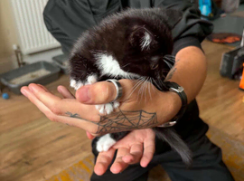 4 kittens for sale