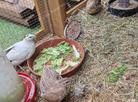 Quails for free