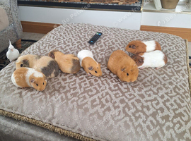 Guinea pigs