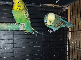 Exhibition budgies