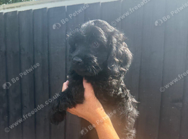 Gorgeous Cockapoo Puppy