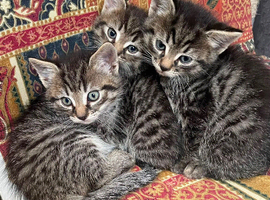 3 tabby male kittens