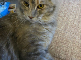 Stunning blue cream tortie females