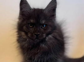 Maine coon male and female - active kittens