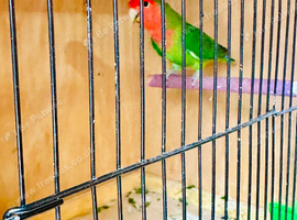 Peach face love birds