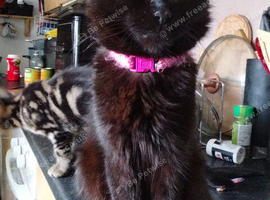 4 black kittens