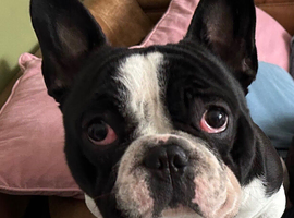 Rehome required - 1 dog only situation