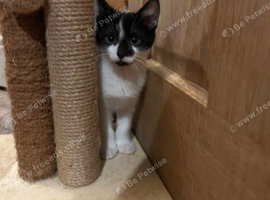 4 kittens for sale