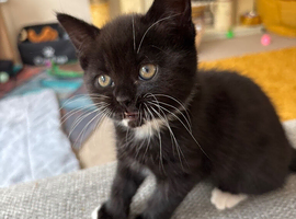 Kitten for sale