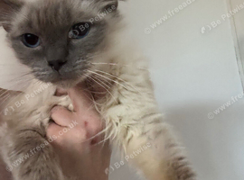 Blue ragdoll female