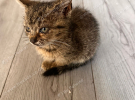 Kittens