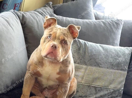 Male pocket bully
