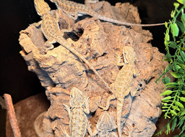 Bearded dragons