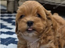 Tiny Toy Maltipoo puppies
