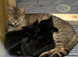 Beautiful black kittens