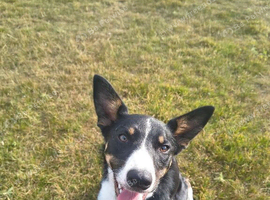 Kelpie cross collie